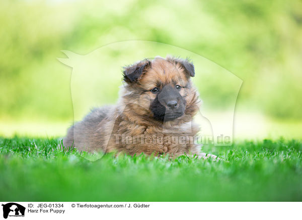 Harz Fox Puppy / JEG-01334