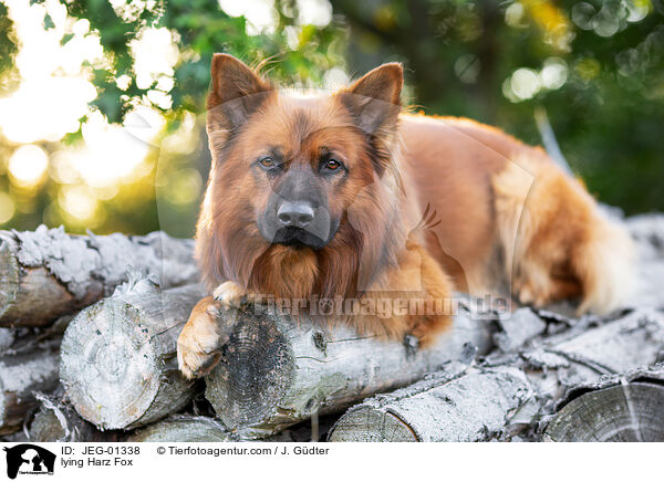 liegender Harzer Fuchs / lying Harz Fox / JEG-01338
