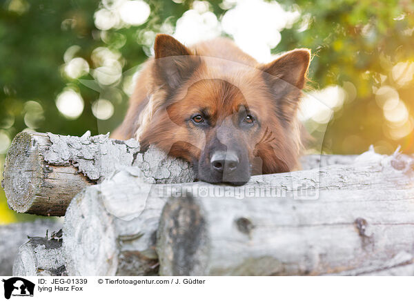 lying Harz Fox / JEG-01339