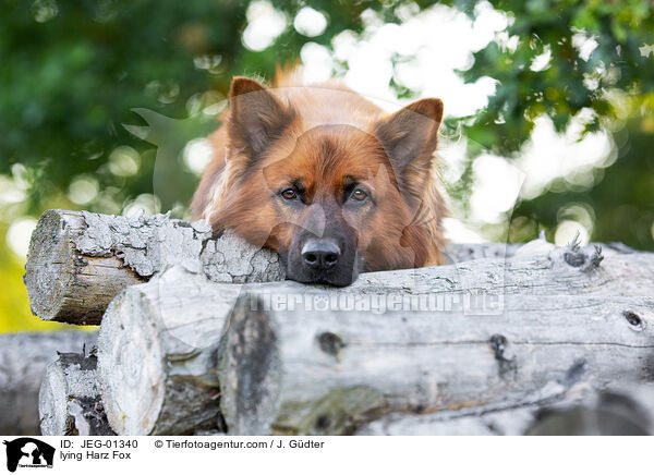 lying Harz Fox / JEG-01340