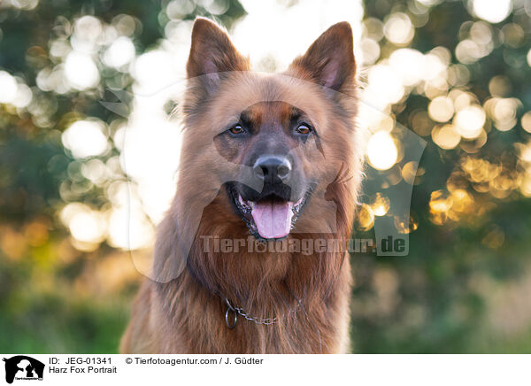 Harz Fox Portrait / JEG-01341