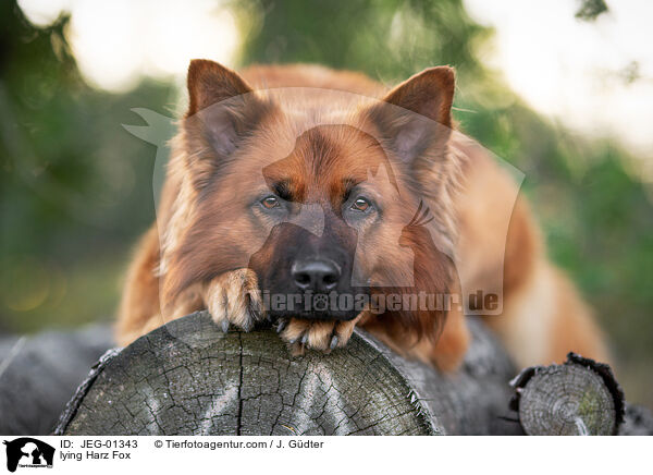 lying Harz Fox / JEG-01343