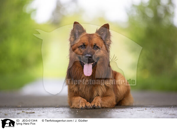 lying Harz Fox / JEG-01344