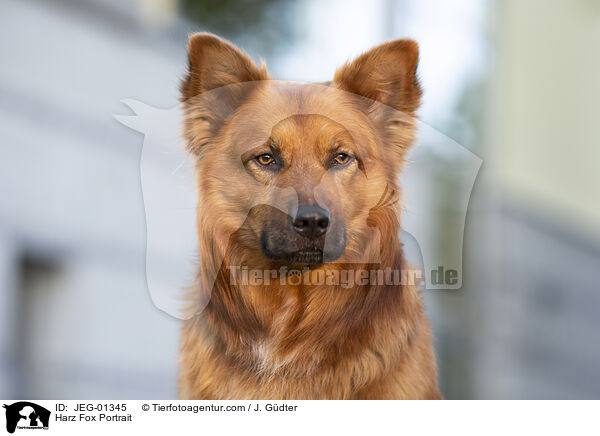 Harz Fox Portrait / JEG-01345