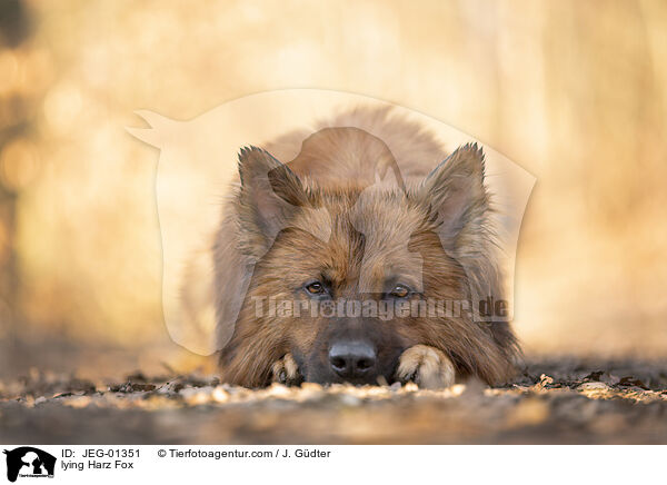 lying Harz Fox / JEG-01351