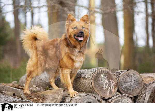 Harz Fox / JEG-01352