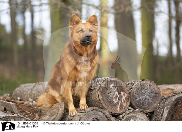 sitting Harz Fox / JEG-01353
