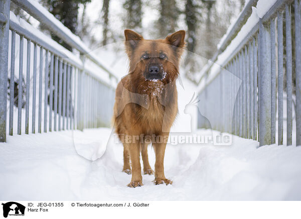 Harz Fox / JEG-01355