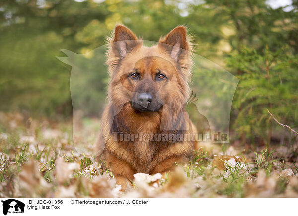 lying Harz Fox / JEG-01356