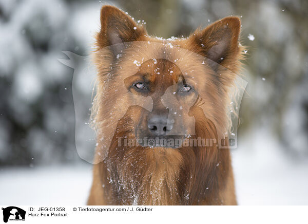 Harz Fox Portrait / JEG-01358