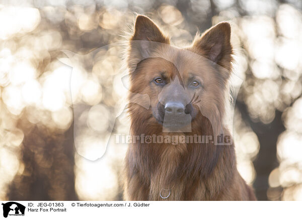 Harz Fox Portrait / JEG-01363