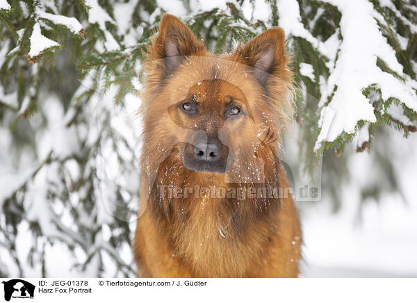 Harz Fox Portrait / JEG-01378