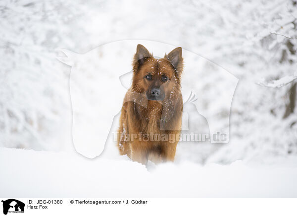 Harz Fox / JEG-01380