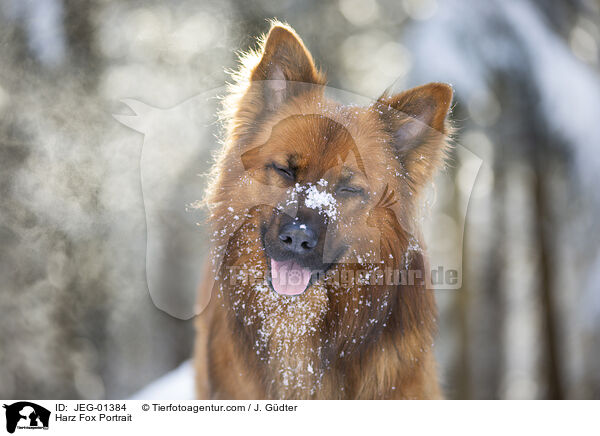 Harz Fox Portrait / JEG-01384