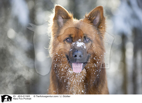 Harz Fox Portrait / JEG-01385