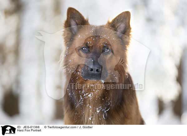 Harz Fox Portrait / JEG-01388