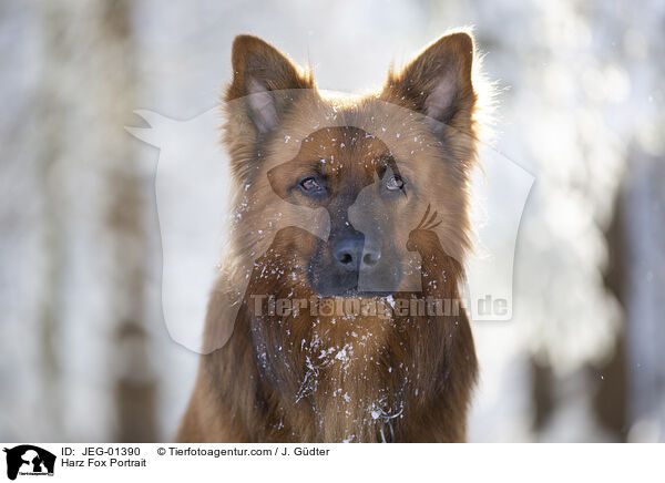 Harz Fox Portrait / JEG-01390