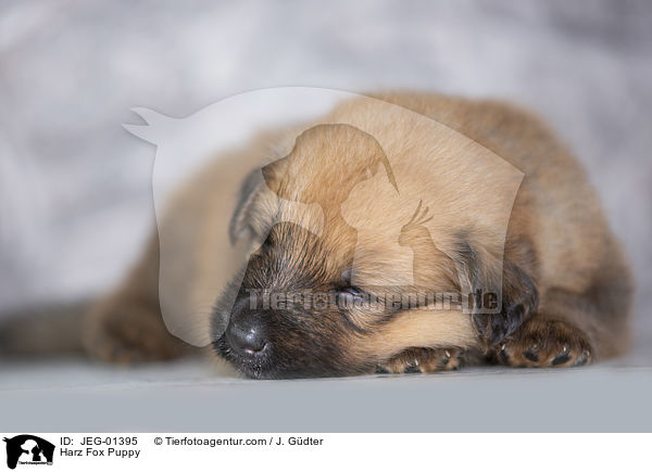 Harz Fox Puppy / JEG-01395