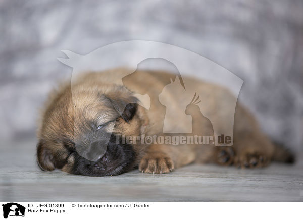 Harzer Fuchs Welpe / Harz Fox Puppy / JEG-01399