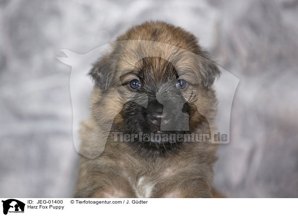 Harzer Fuchs Welpe / Harz Fox Puppy / JEG-01400