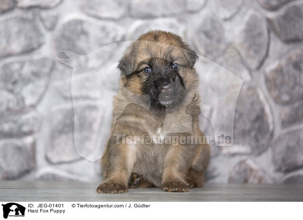 Harzer Fuchs Welpe / Harz Fox Puppy / JEG-01401