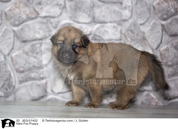 Harz Fox Puppy / JEG-01402