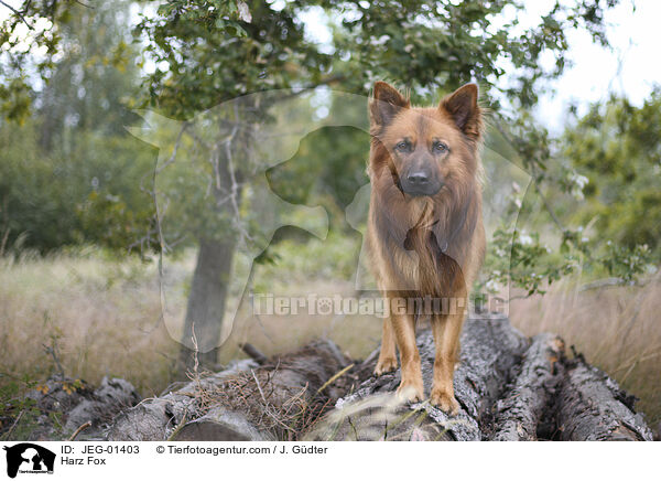Harz Fox / JEG-01403