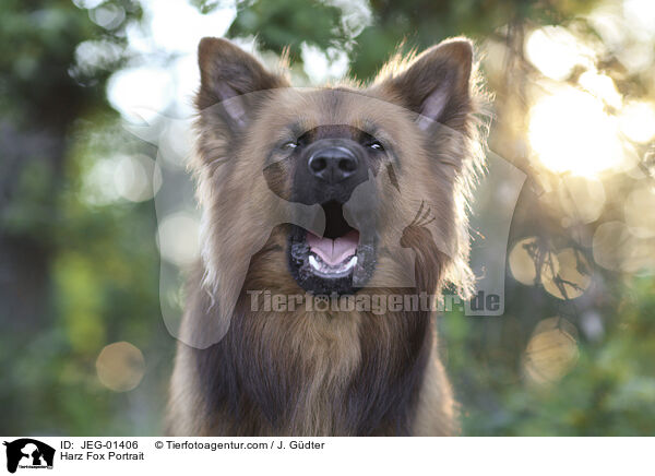 Harz Fox Portrait / JEG-01406