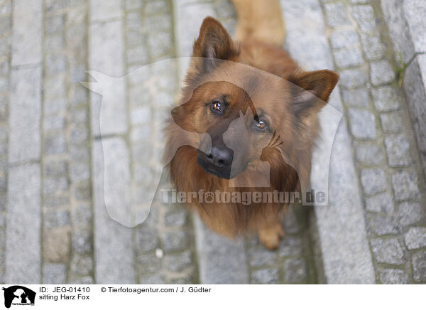 sitting Harz Fox / JEG-01410