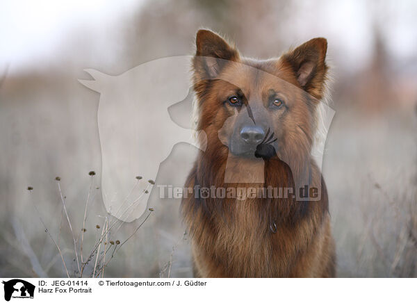 Harz Fox Portrait / JEG-01414