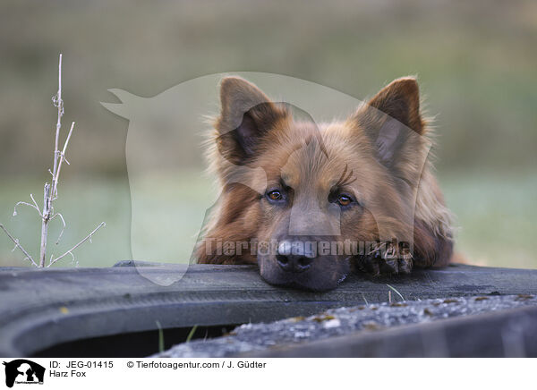 Harzer Fuchs / Harz Fox / JEG-01415