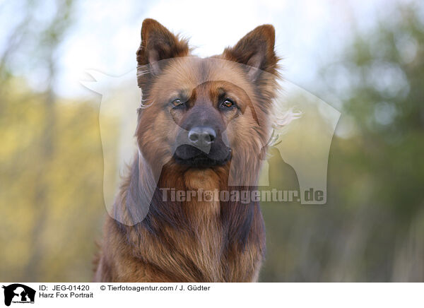 Harz Fox Portrait / JEG-01420