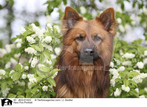 Harz Fox Portrait / JEG-01423