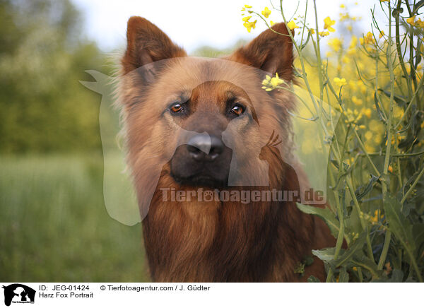 Harz Fox Portrait / JEG-01424