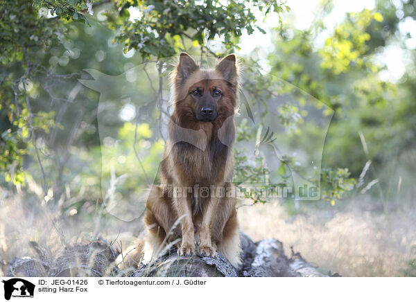 sitting Harz Fox / JEG-01426