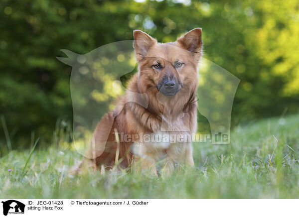 sitting Harz Fox / JEG-01428