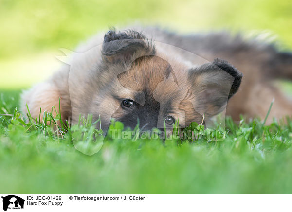 Harz Fox Puppy / JEG-01429