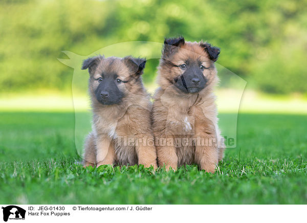 Harz Fox Puppies / JEG-01430