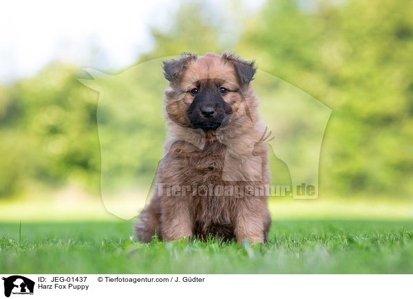 Harz Fox Puppy / JEG-01437