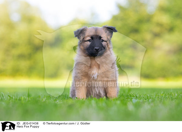 Harz Fox Puppy / JEG-01438