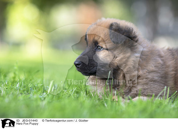 Harz Fox Puppy / JEG-01440