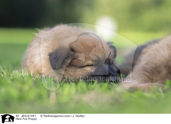 Harz Fox Puppy / JEG-01441