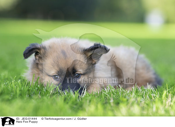 Harz Fox Puppy / JEG-01444
