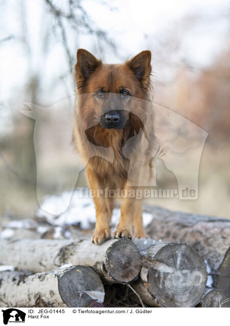 Harz Fox / JEG-01445