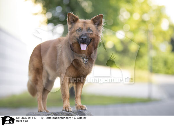 Harz Fox / JEG-01447