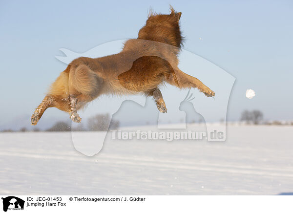 jumping Harz Fox / JEG-01453