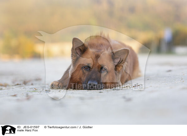 male Harz Fox / JEG-01597