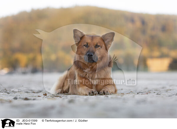 male Harz Fox / JEG-01599