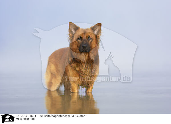 male Harz Fox / JEG-01604