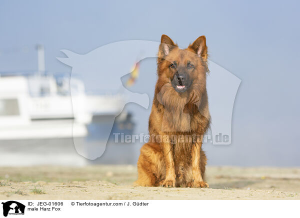 male Harz Fox / JEG-01606